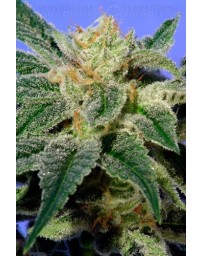 Kushage T.H. Seeds regular