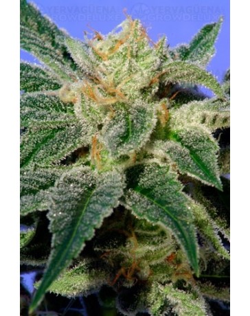 Kushage T.H. Seeds regular