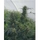 Guerrilla's Gusto Sensi Seeds regular