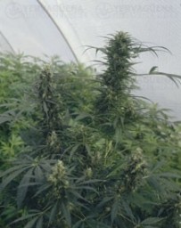 Guerrilla's Gusto Sensi Seeds regular