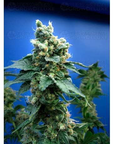 Sage 'n Sour T.H. Seeds regular