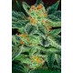 Skunk XXX T.H. Seeds regular