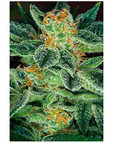 Skunk XXX T.H. Seeds regular