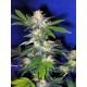 The Hog T.H. Seeds regular