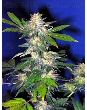 The Hog T.H. Seeds regular