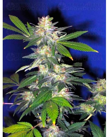 The Hog T.H. Seeds regular