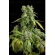 Blue Cheese Dinafem autofloreciente