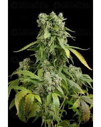 Blue Cheese Dinafem autofloreciente