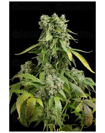 Blue Cheese Dinafem autofloreciente