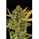 Critical Cheese Dinafem autofloreciente