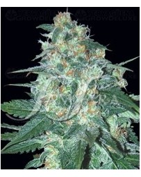 El Alquimista Samsara autofloreciente