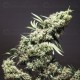 Jamaican Pearl Sensi Seeds regular