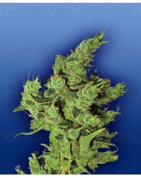Amsterdam Mist Flying Dutchmen