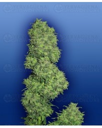 Dame Blanche Flying Dutchmen