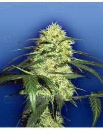 Dutch Delight Flying Dutchmen