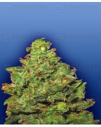 Edelweiss Flying Dutchmen