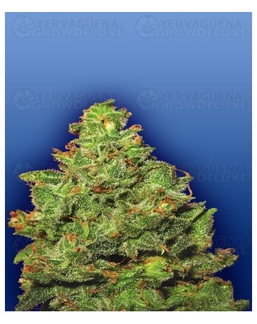 Edelweiss Flying Dutchmen