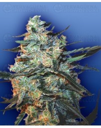 Feminized Mix Flying Dutchmen
