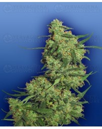 Nepal Kush Flying Dutchmen