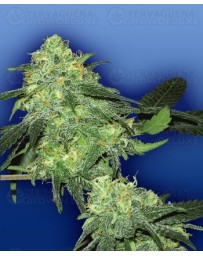 Skunk Classic Flying Dutchmen