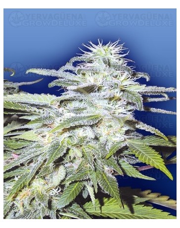 Afghanica Flying Dutchmen regular
