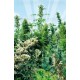 Outdoor Mix Sensi Seeds regular