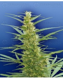 Mixed Sativa Diva's Flying Dutchmen regular
