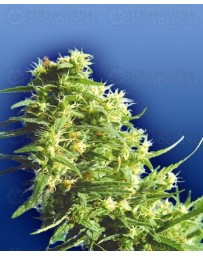 Thai-Tanic Flying Dutchmen regular