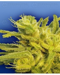 The Original Haze Flying Dutchmen regular