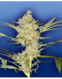 The Real McCoy Flying Dutchmen regular