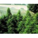 Ruderalis Skunk Sensi Seeds regular