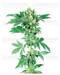 Afghani #1 Sensi Seeds regular
