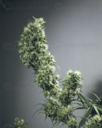 First Lady Sensi Seeds regular