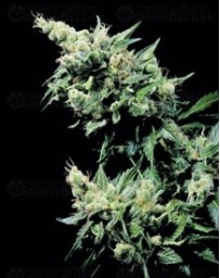 Hash Plant Sensi Seeds regular