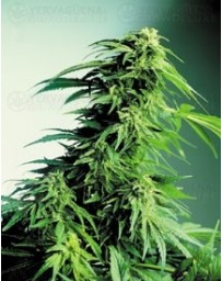 Hindu Kush Sensi Seeds regular
