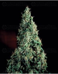 Jack Flash Sensi Seeds regular