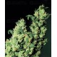 Jack Herer Sensi Seeds regular