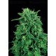 Maple Leaf Indica Sensi Seeds regular