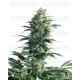 Mothers Finest Sensi Seeds regular