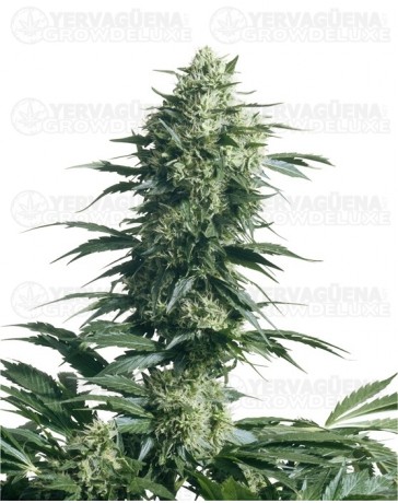 Mothers Finest Sensi Seeds regular