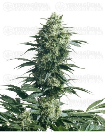 Mothers Finest Sensi Seeds regular