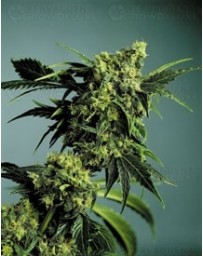 G13 x Hash Plant Sensi Seeds Regular