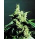 Silver Haze Sensi Seeds regular