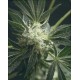 American Dream Sensi Seeds regular