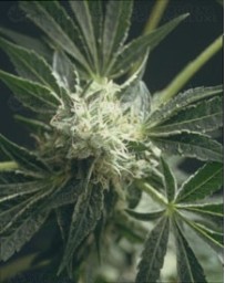 American Dream Sensi Seeds regular