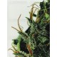 California Indica Sensi Seeds regular