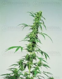 Fruity Juice Sensi Seeds regular