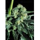 Sensi Skunk Sensi Seeds regular