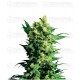 Shiva Shanti II Sensi Seeds regular