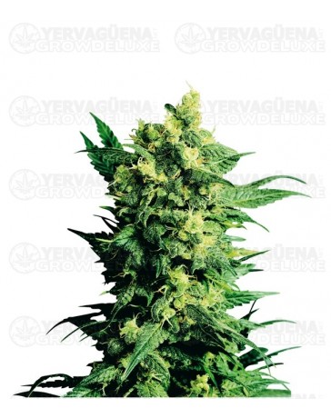 Shiva Shanti II Sensi Seeds regular